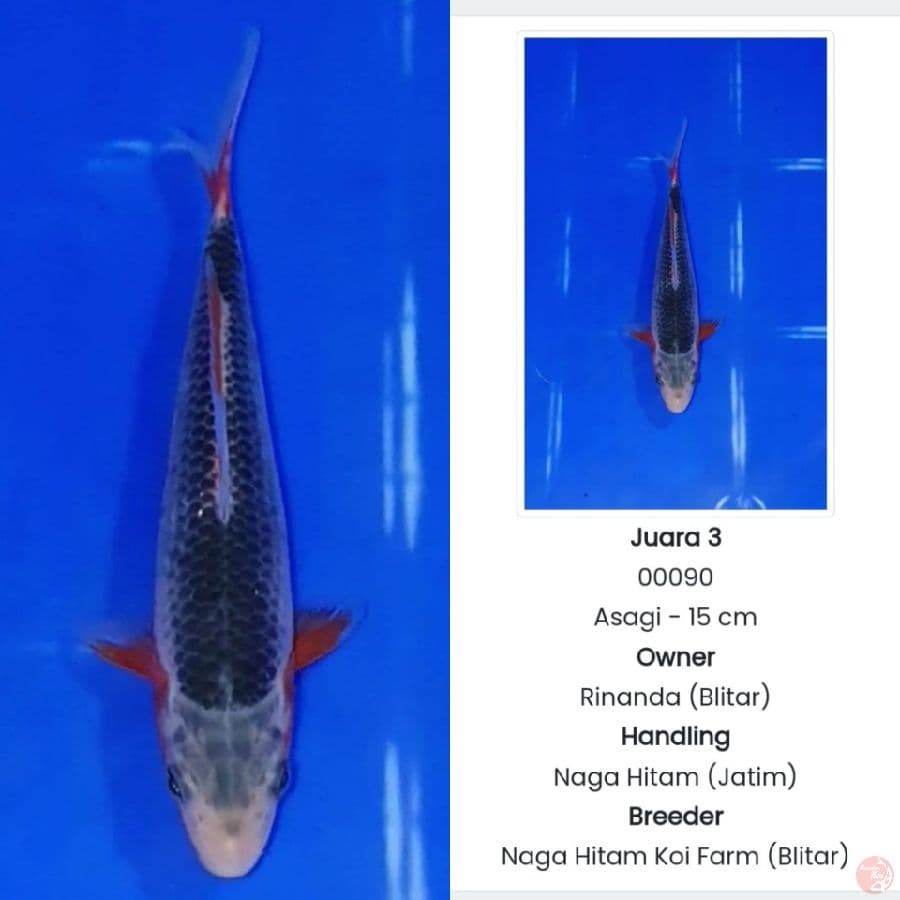 Asagi Prestasi 15cm