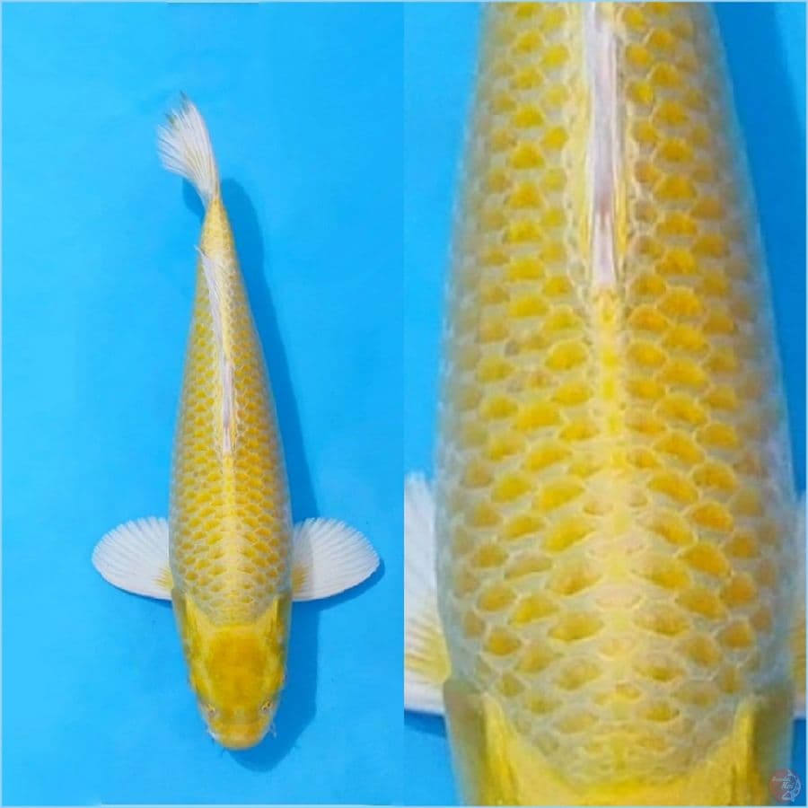 Yamabuki ogon good fukurin size 35cm male