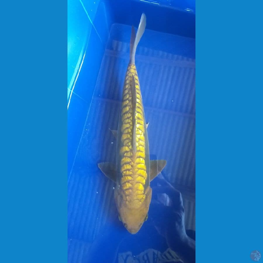 Midori Aragoke Ginrin 33cm/Male