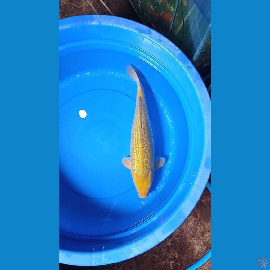 midori ginrin 45cm
