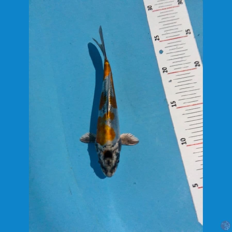 KIKO 19cm - ARIAKA KOI FARM