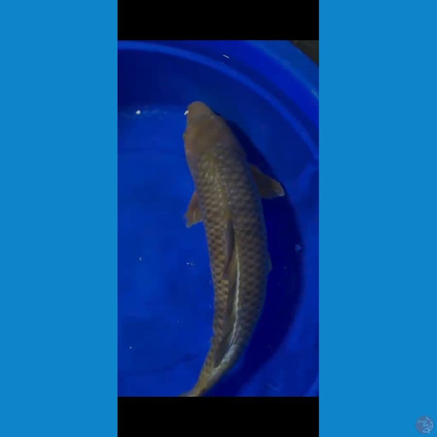 chagoi 55cm male