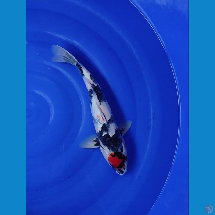 TANCHO SHOWA TATEHOI JANTAN 35CM
