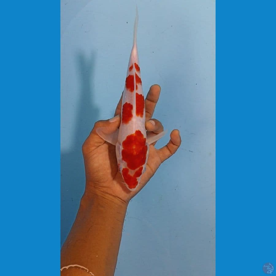 SQ Kohaku Strong Ori 22cm