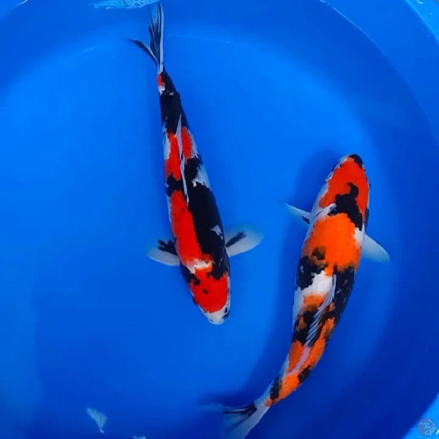 MARUTEN SHOWA & SHOWA ORYGINAL ALL36CM