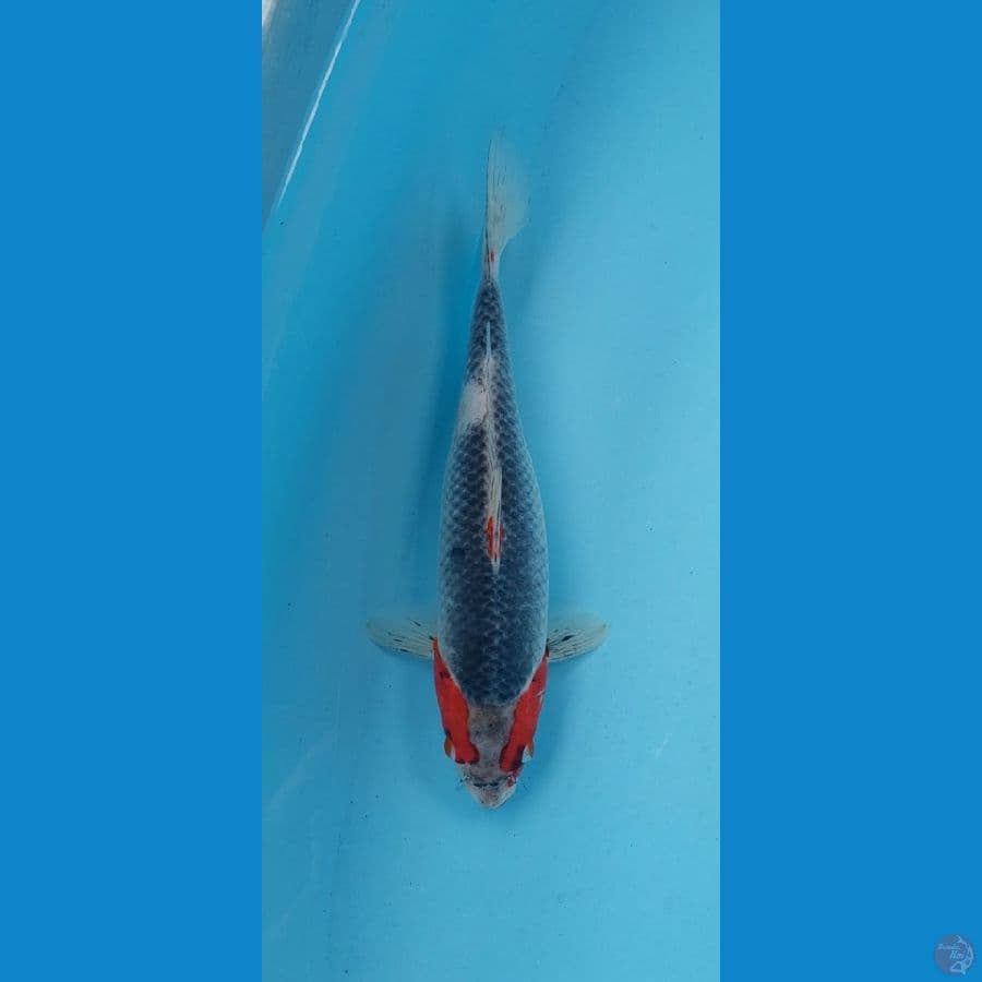 goshiki bertopeng 33 cm
