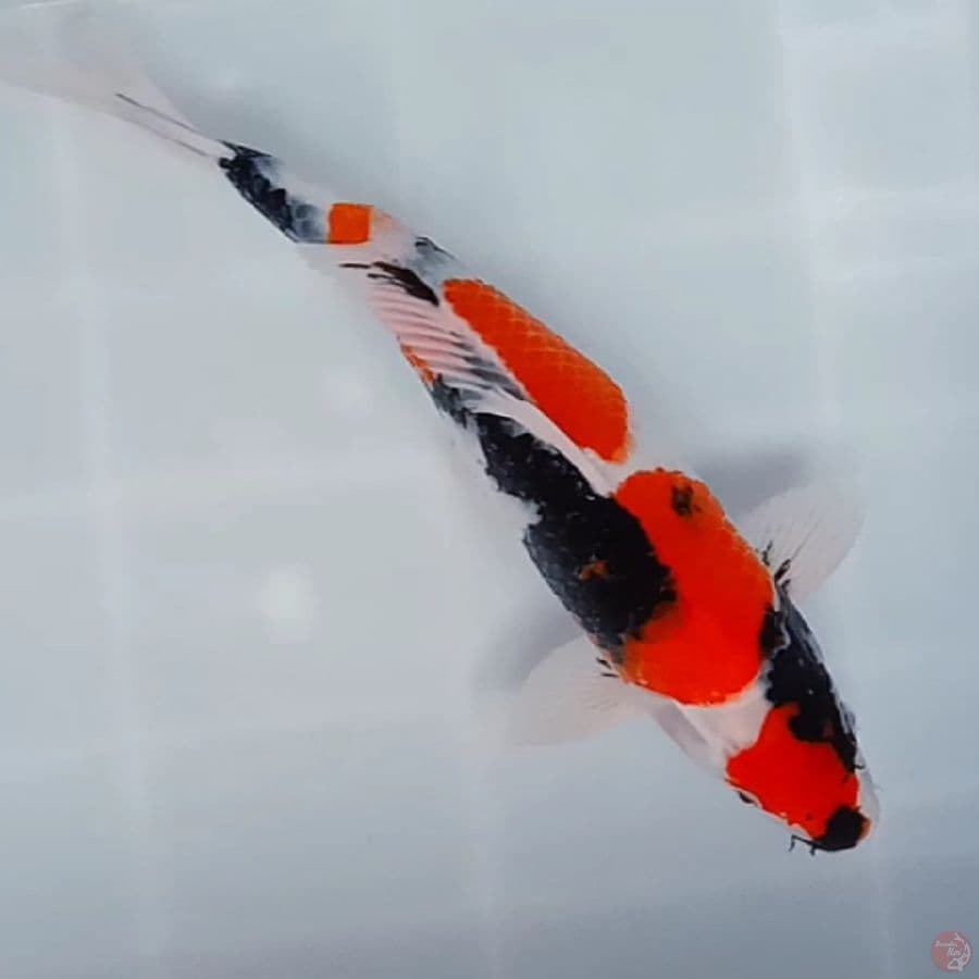 HQ MARUTEN SHOWA ORYGINAL 35CM