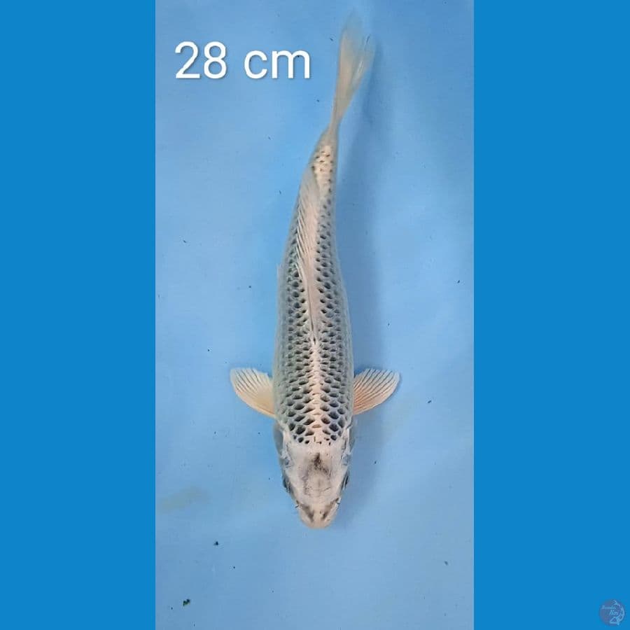 gin matshuba : 28 cm