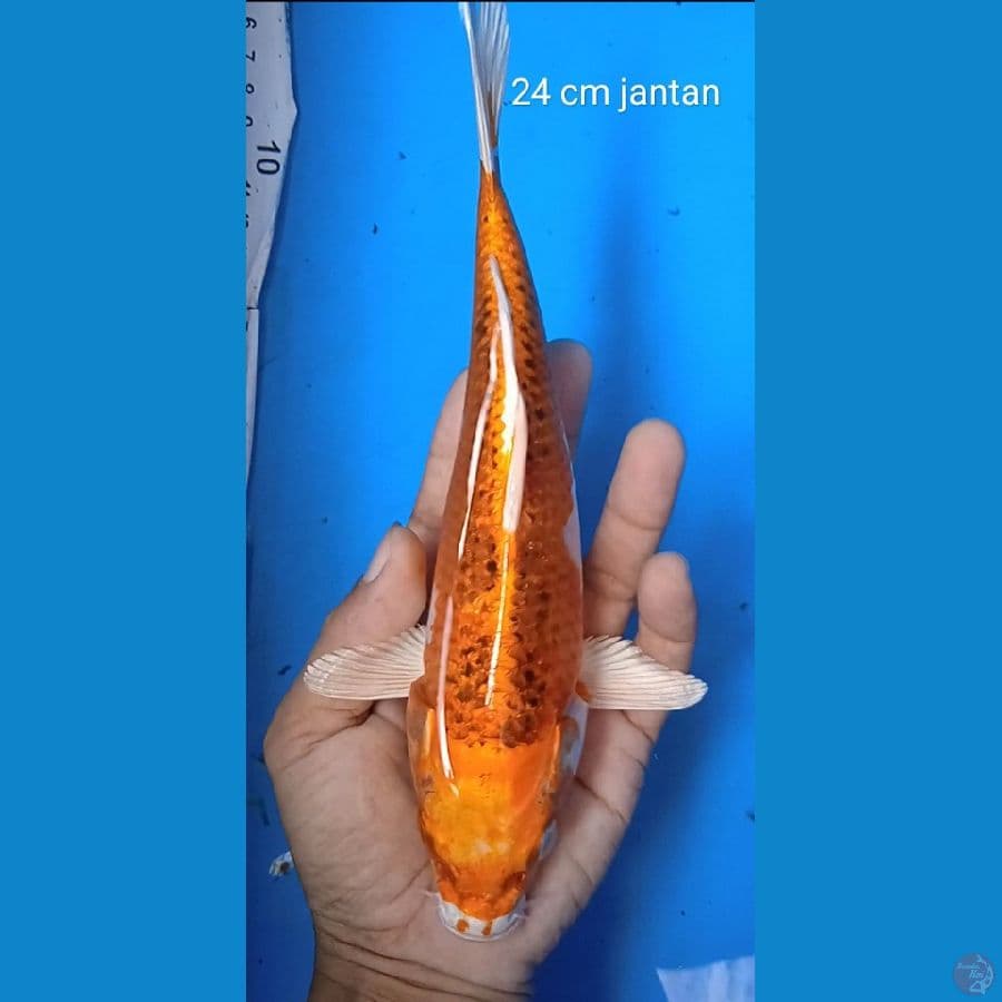 kujaku : 24 cm jantan