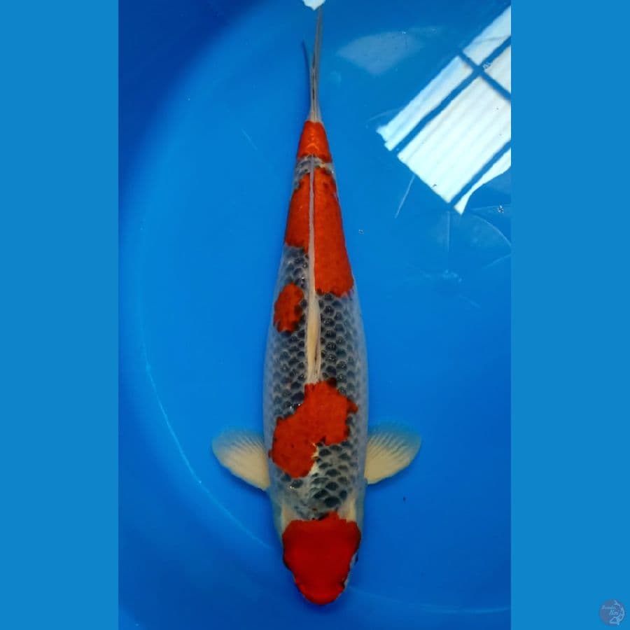 MARUTEN GHOSIKI ORYGINAL 42/F