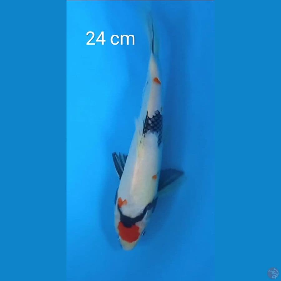 tancho showa : 24 cm