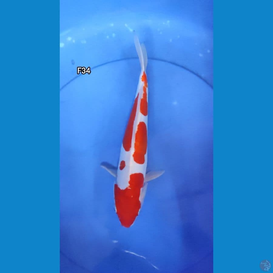 kohaku doit