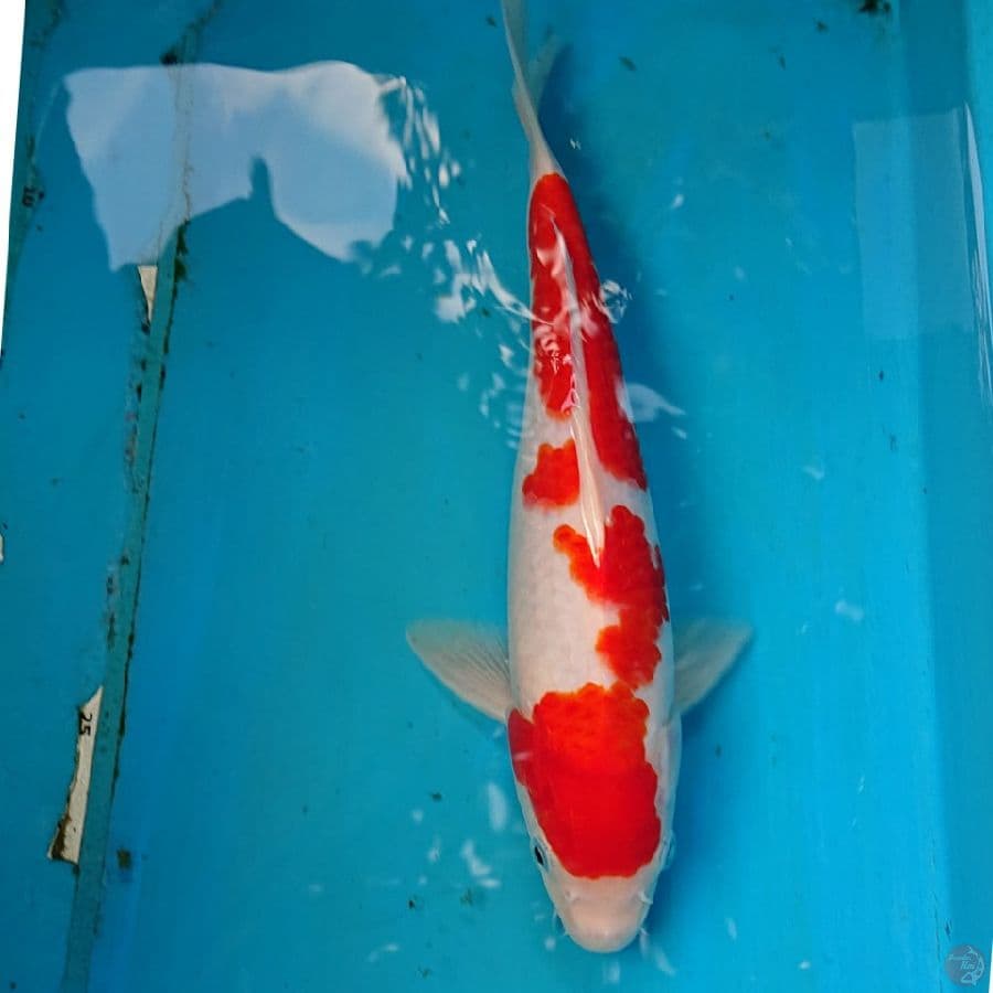 KOHAKU 28 CM