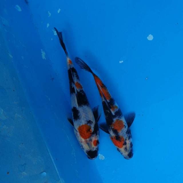 Duo Showa Joss F1