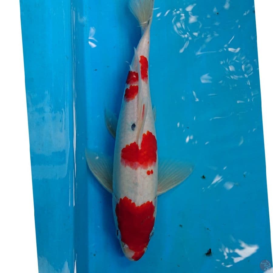 SANKE 28 CM