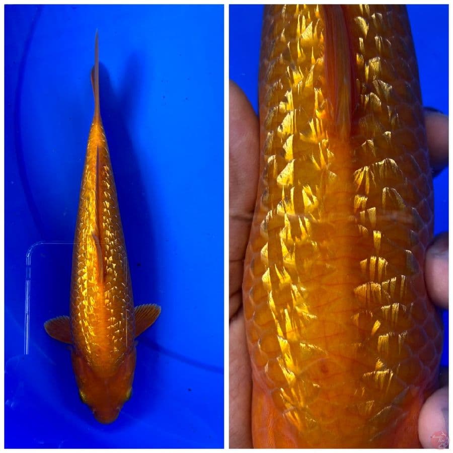 Caramel 28cm