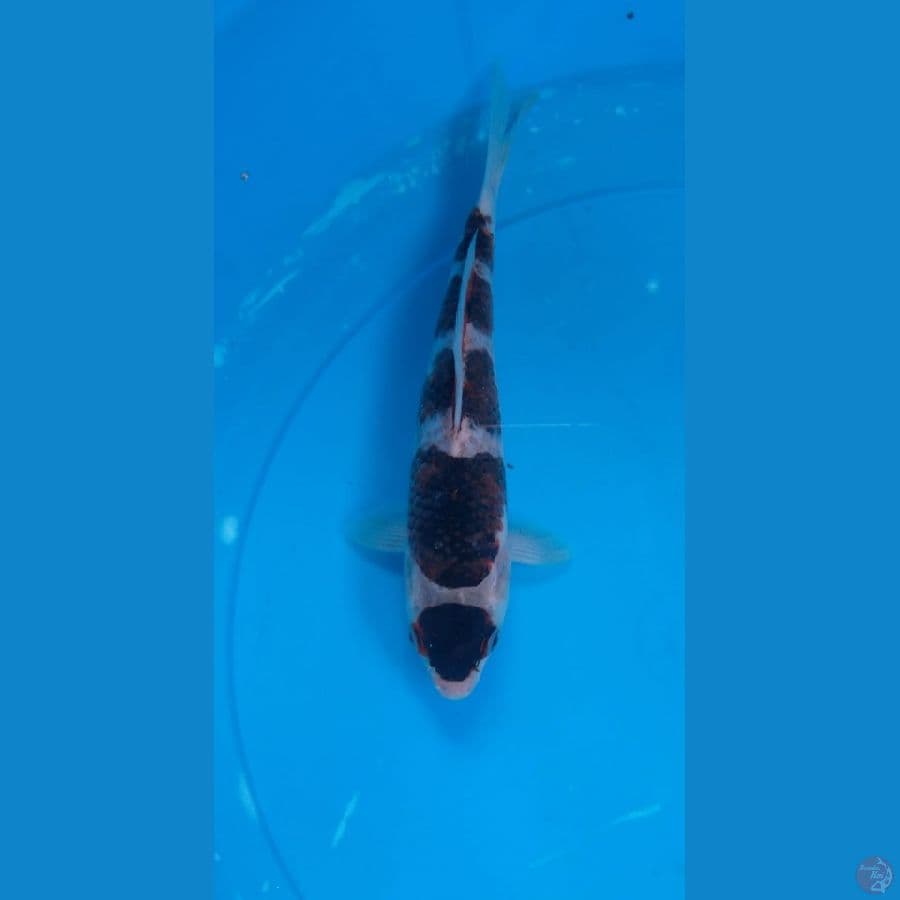 cutker 22cm