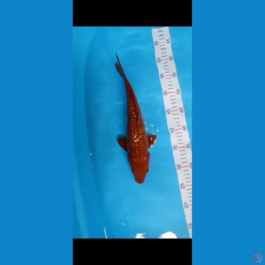 34cm kinginrin c