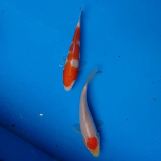Mix Kohaku, Tancho Ori F1