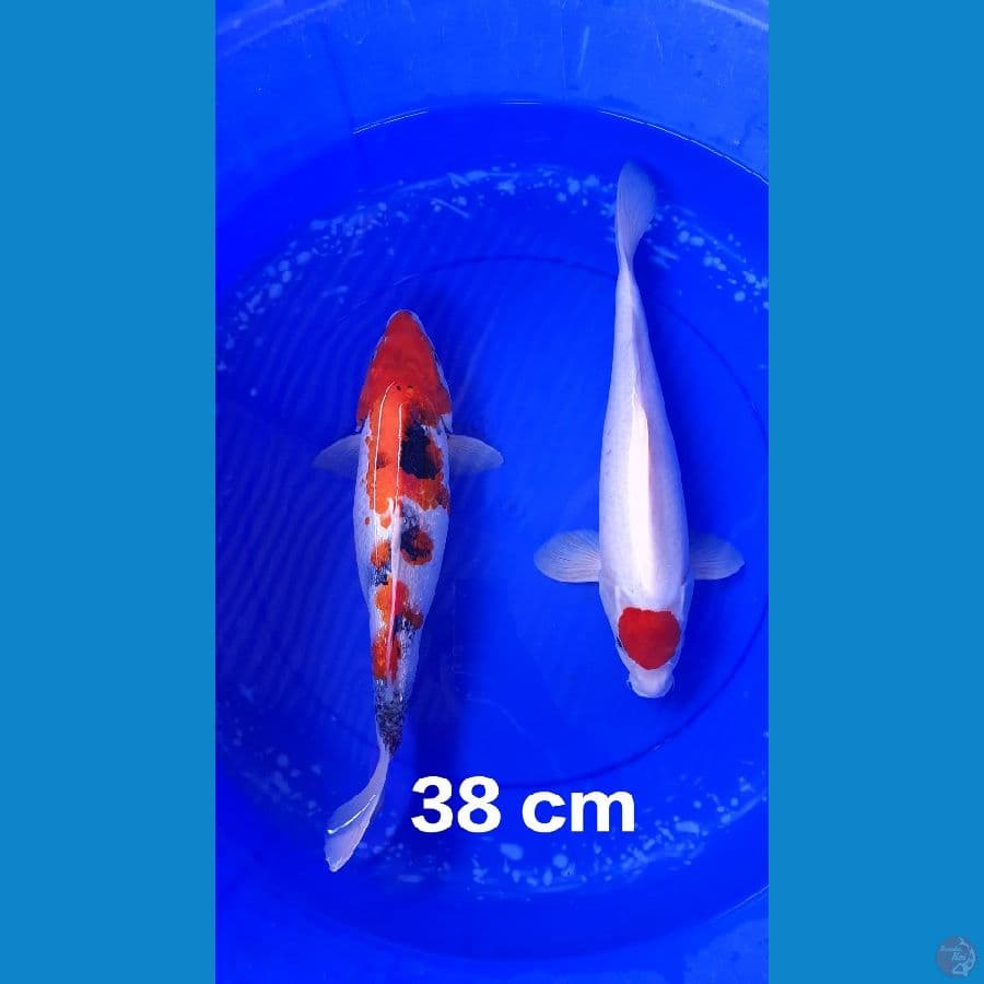 TANChO KOHAKU & SHOWA GINRIN