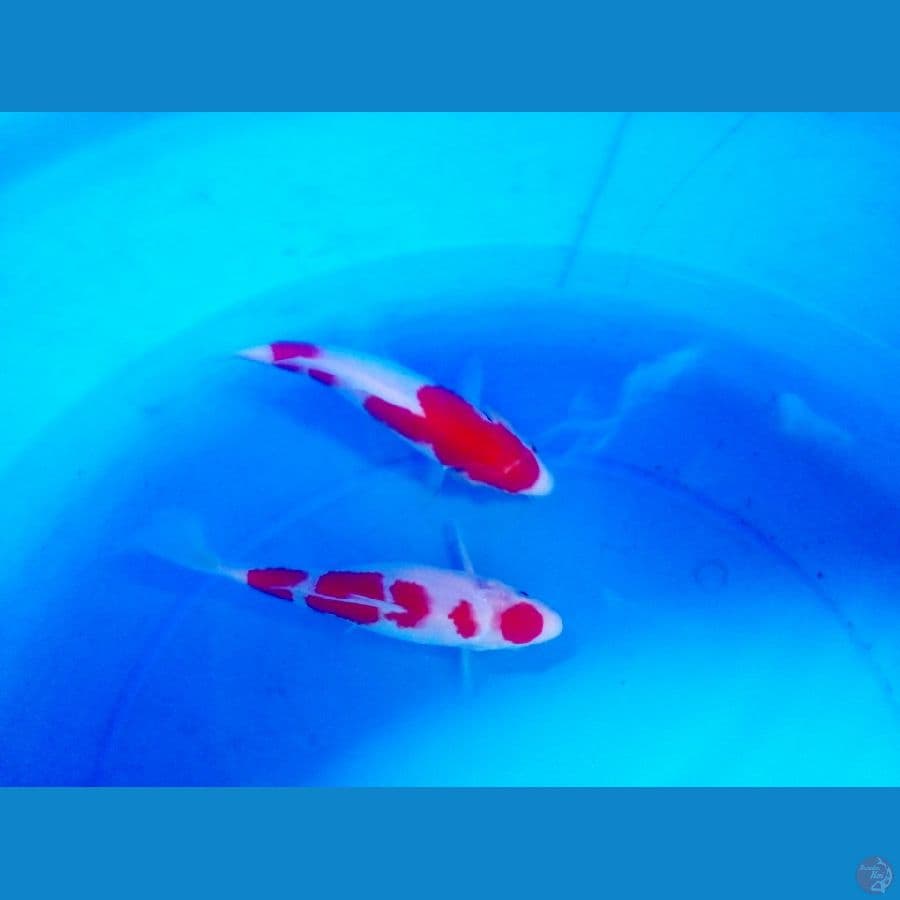 maruten kohaku
