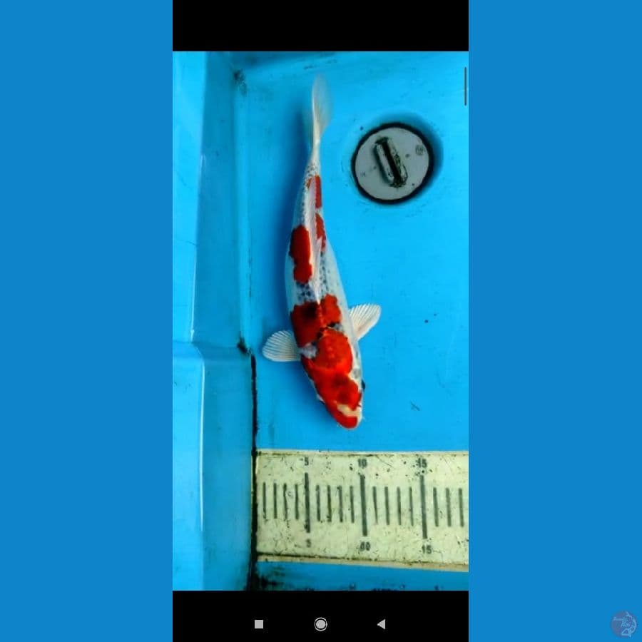 kujaku 30cm