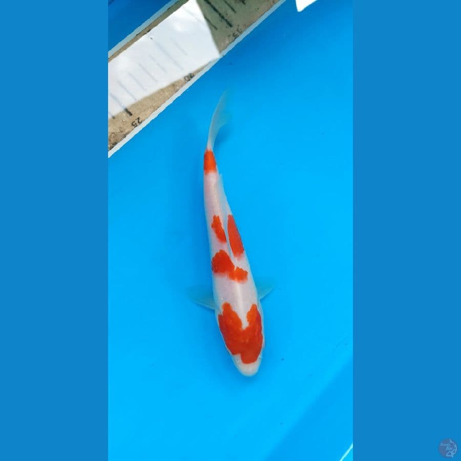 kohaku 19cm