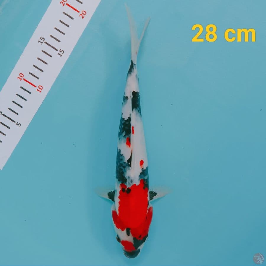 showa 28 cm