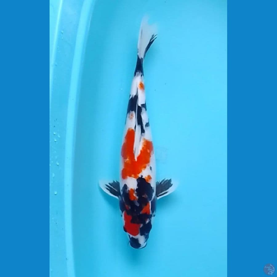 43cm Showa Sanshoku (F)