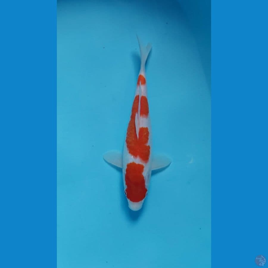 kohaku 29 cm