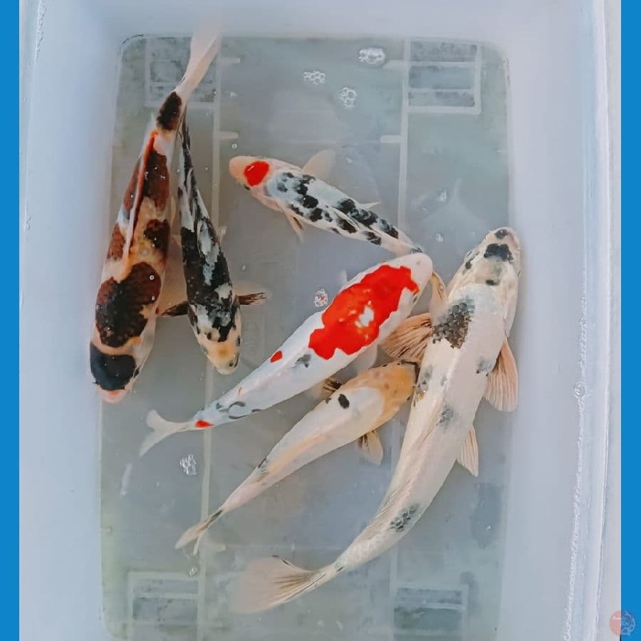 mixs koi 6 ekor 20-35 cm