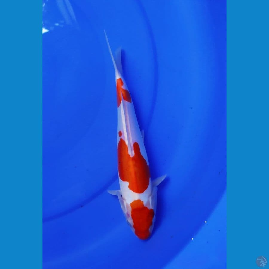 kohaku doitsu murni