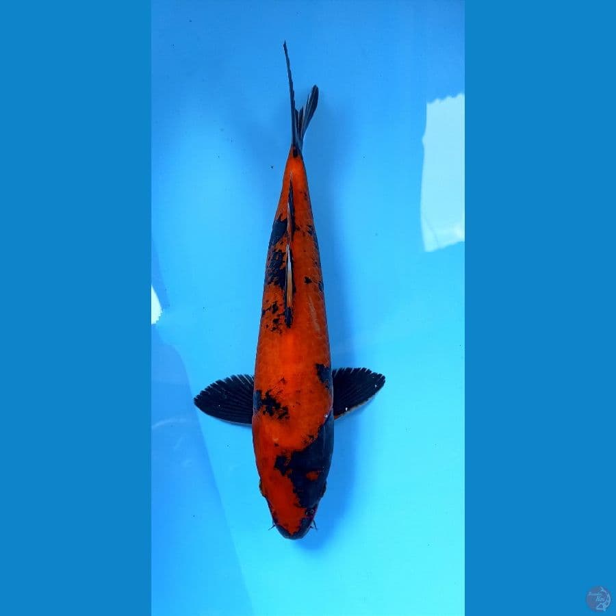Hi utsuri 30cm