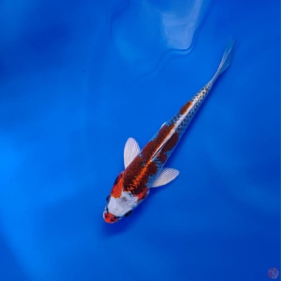 Koi Import Jepang Kujaku (Sertifikat Yagenji) 20cm Super