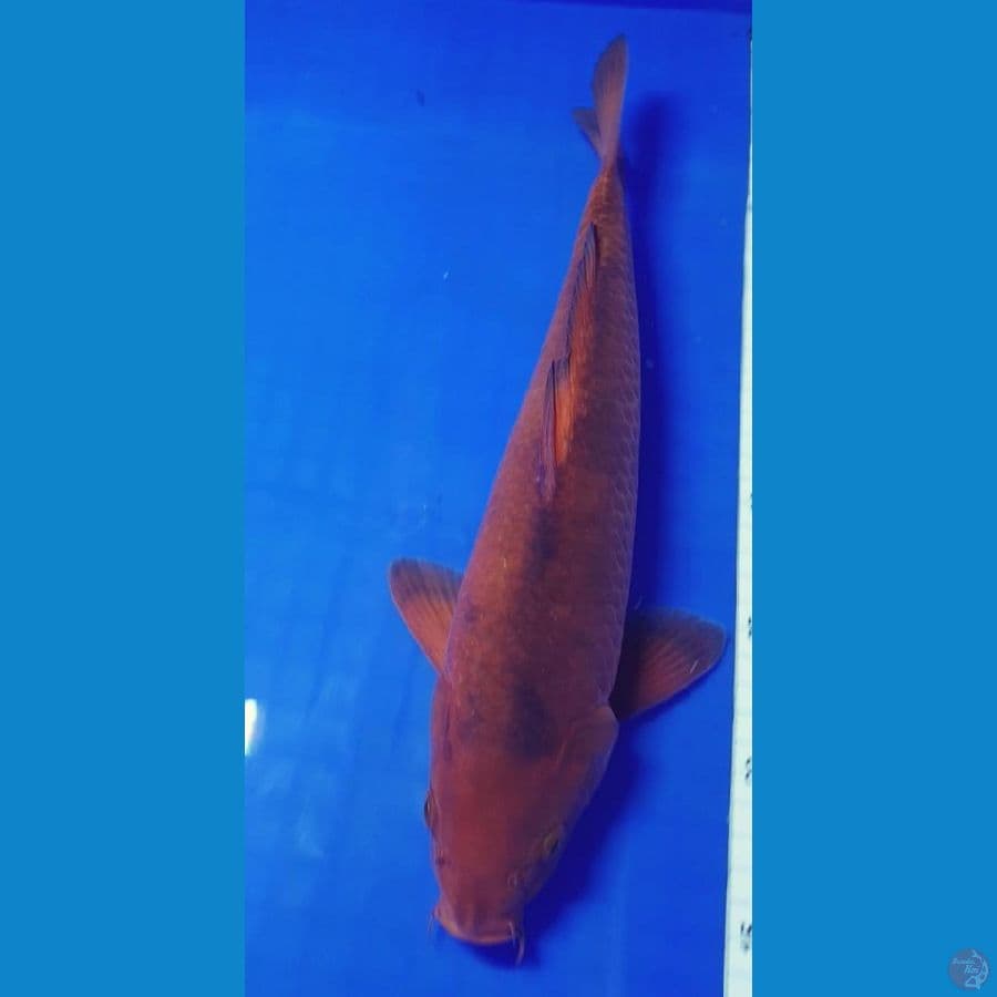 Caramel Bahan 36cm Male