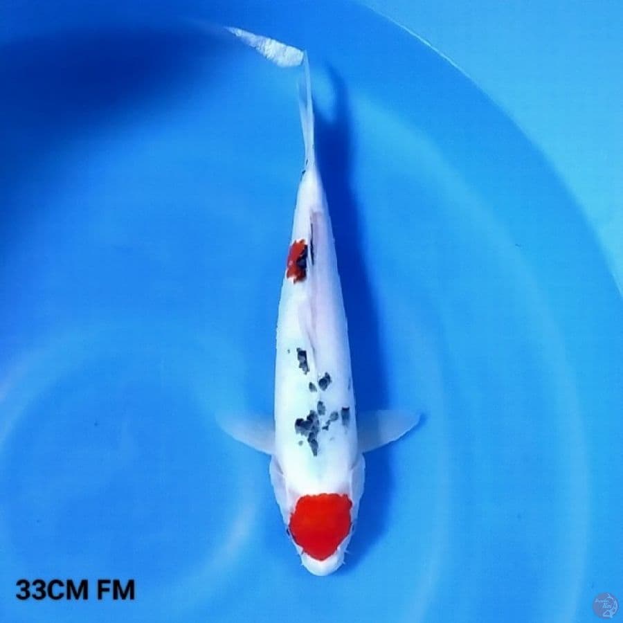 Tancho Sanke 33CM FM