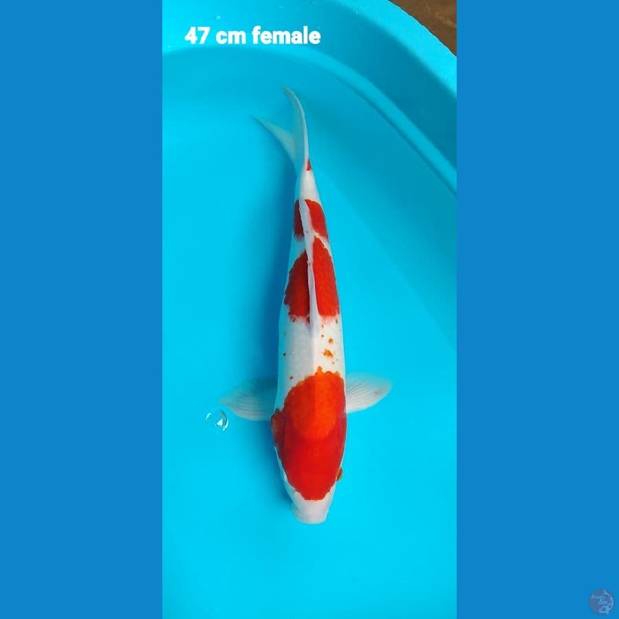 pejantan 47 cm