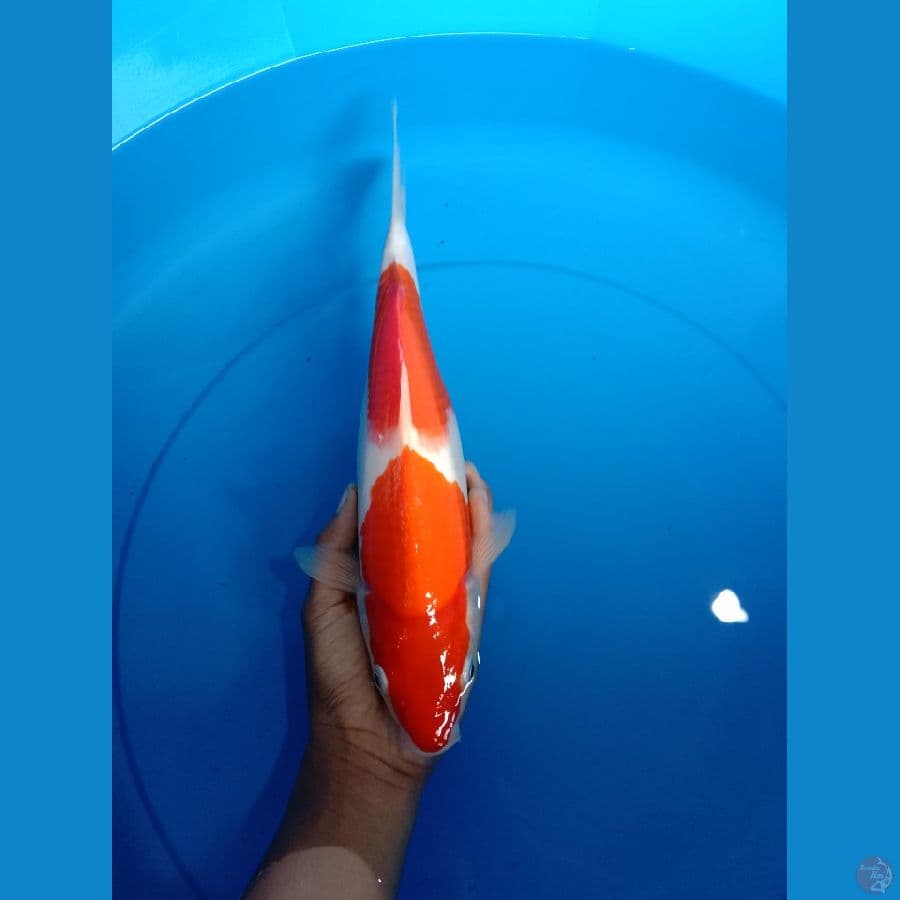 KOHAKU 30 CM ORIGINAL