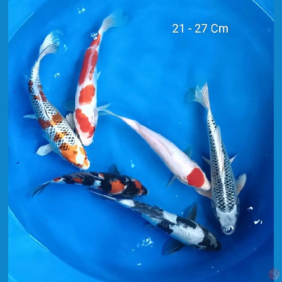 Mix 21 - 27 Cm