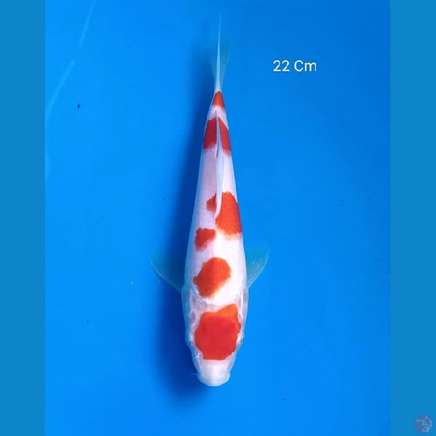 Kohaku 22 Cm
