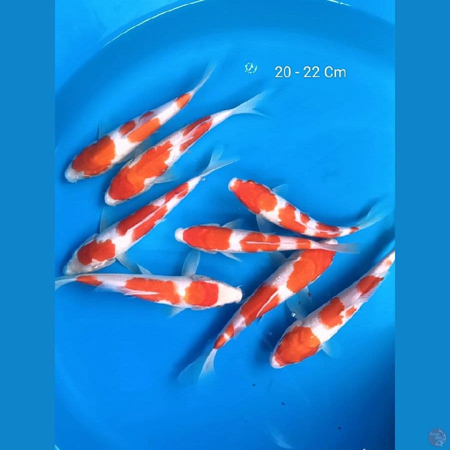 Mix 20 - 22 Cm