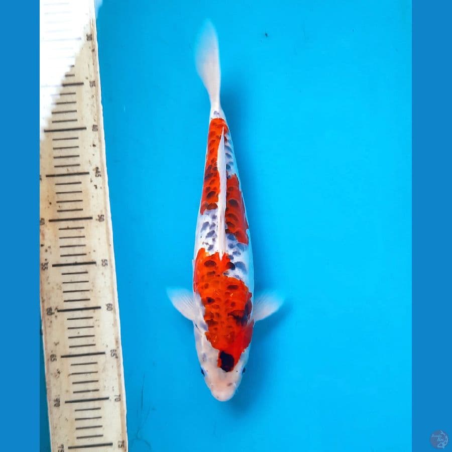 Antik aragoke goshiki 38cm female