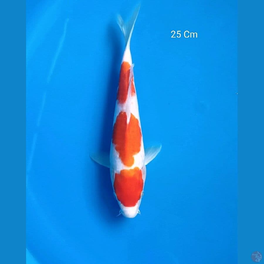 Kohaku 25 Cm