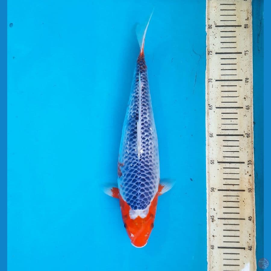 Asagi 40cm female