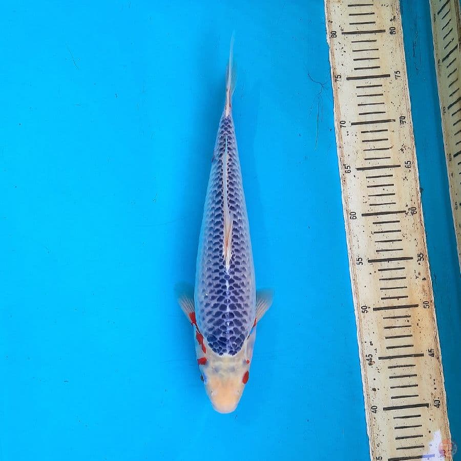 HQ asagi 37cm male