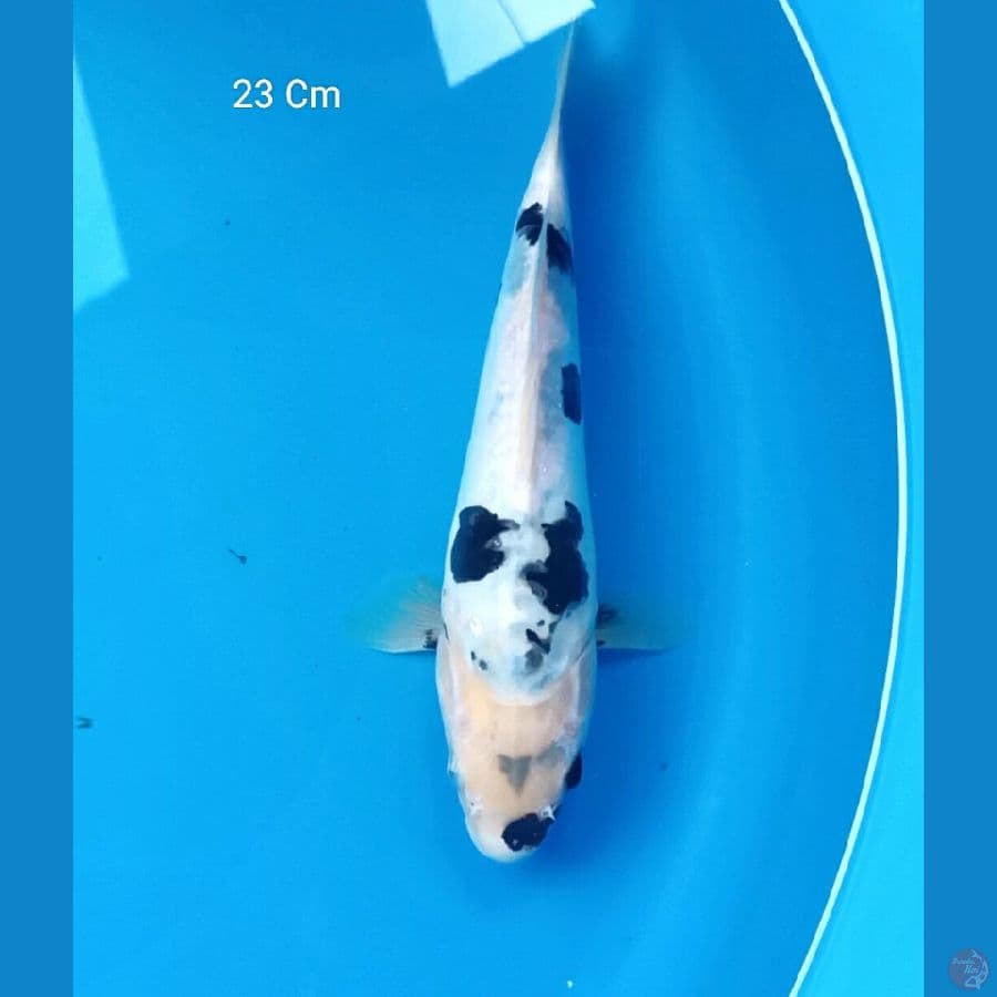 Shiro Doitsu 23 Cm