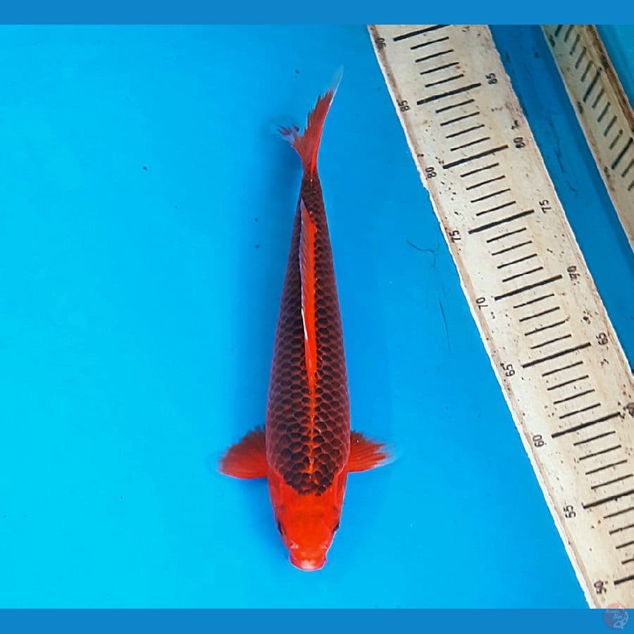 Aka matsuba 31cm female