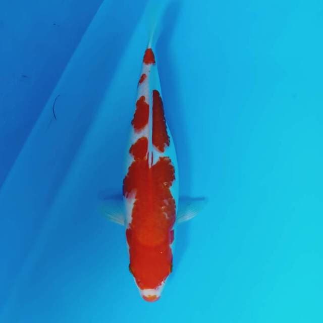 Kohaku