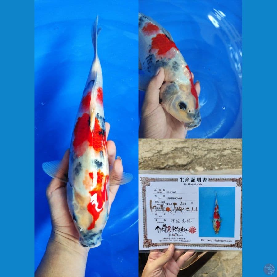 Showa 36cm ISA