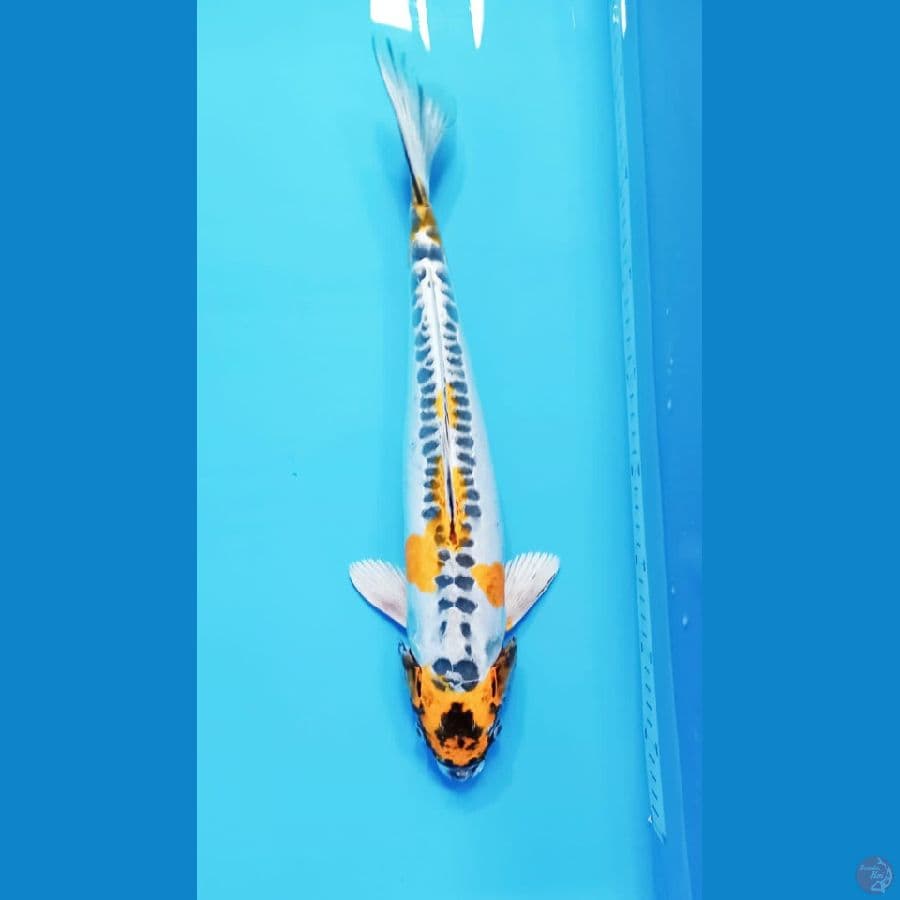 ANTIKAN 40CM